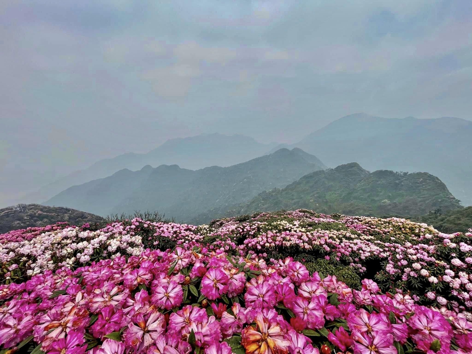 Chinh phục Phu Ta Leng - Ngắm hoa đỗ quyên xinh đẹp 