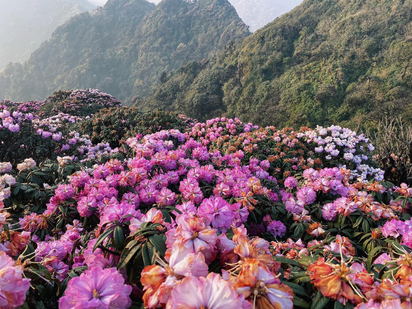 Trekking Việt Nam mùa Xuân là thời điểm thích hợp để trải nghiệm du lịch tuyệt vời 