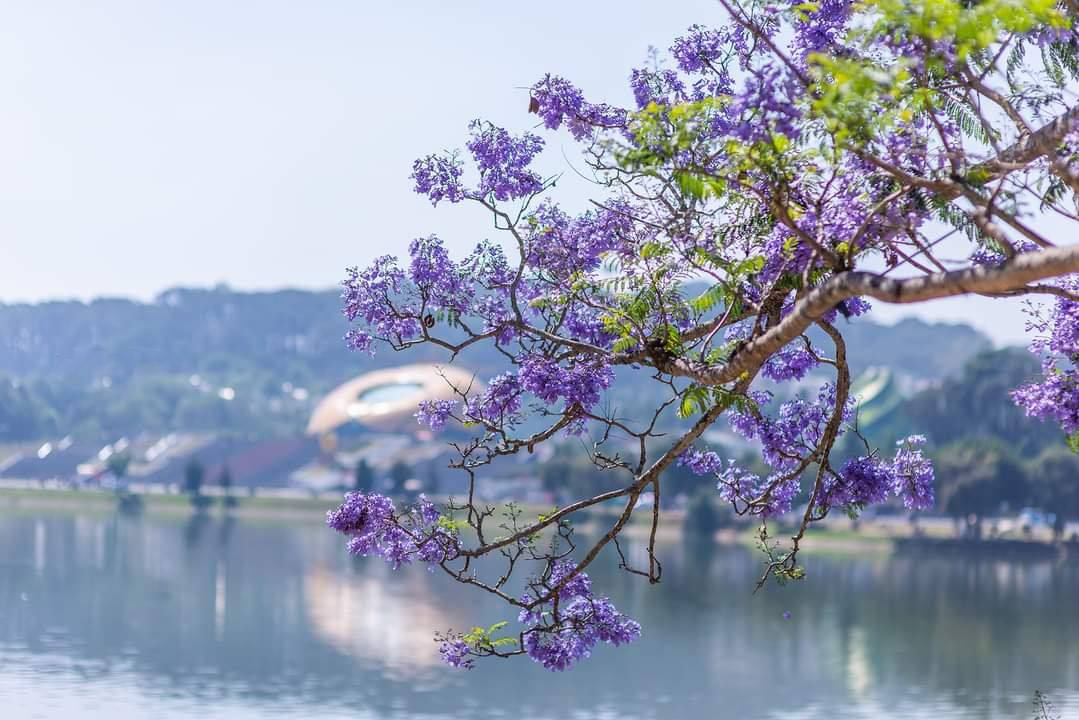 Đà Lạt – Xứ sở ngàn hoa